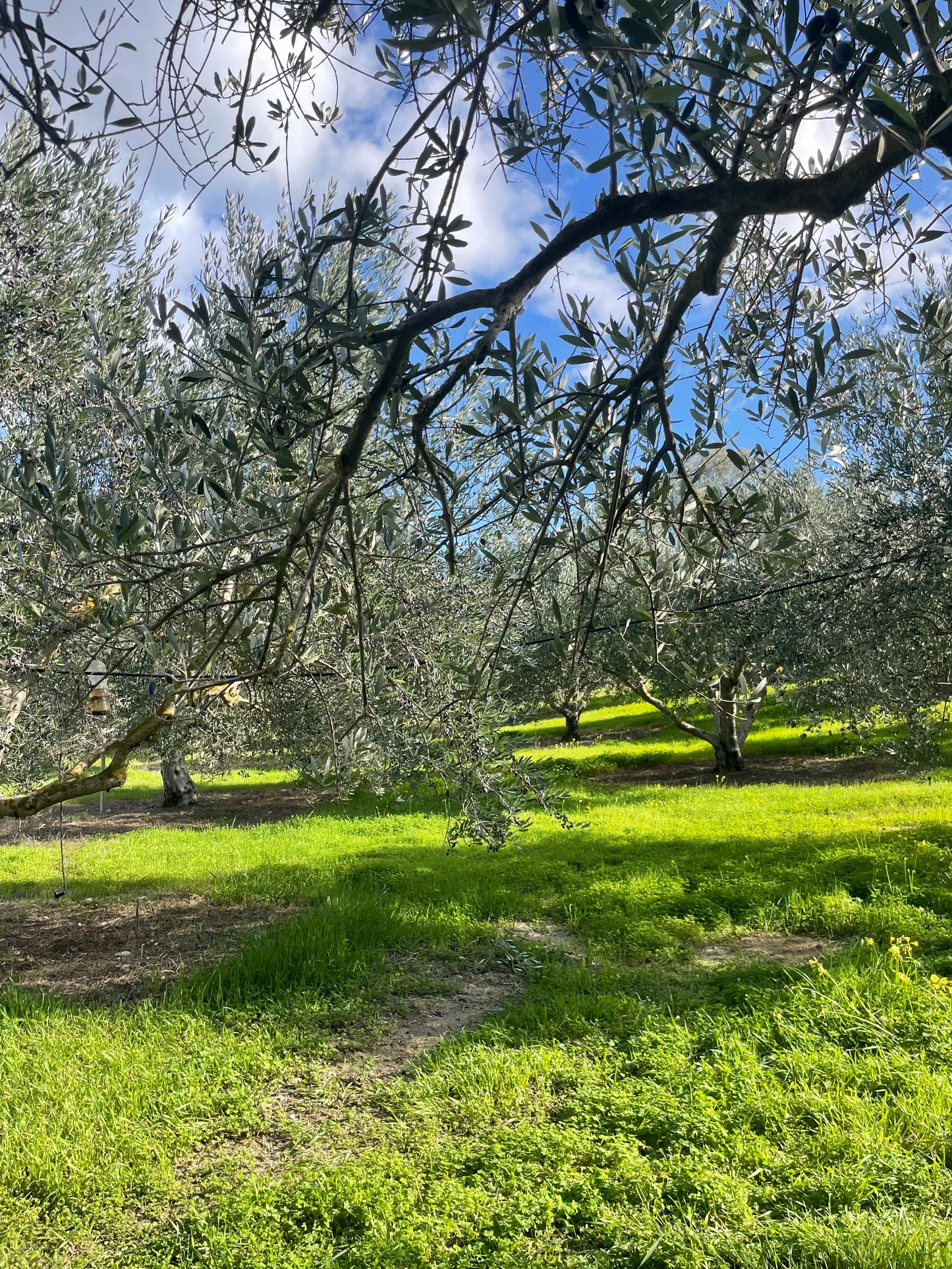'Elaia' 1 Year Adoption Plan | Olivine