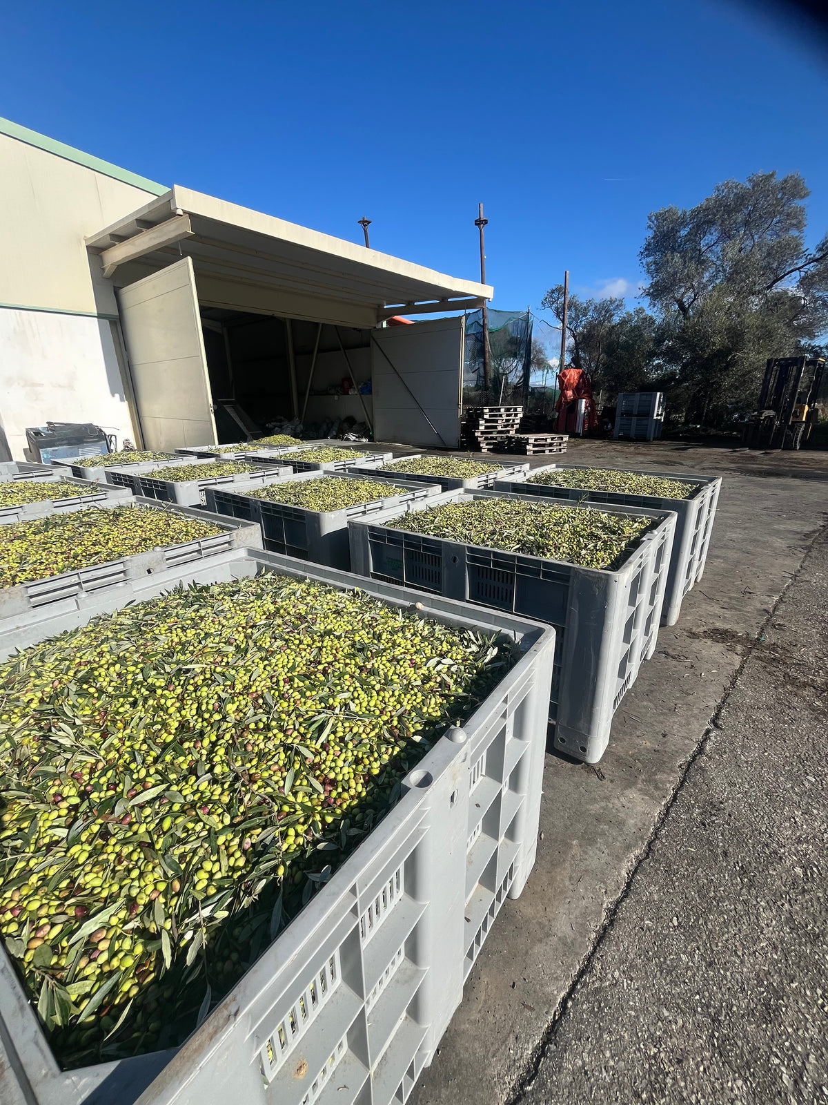 Photo of koroneiki olives in container in Cretan Olive mill ready to be cold pressed