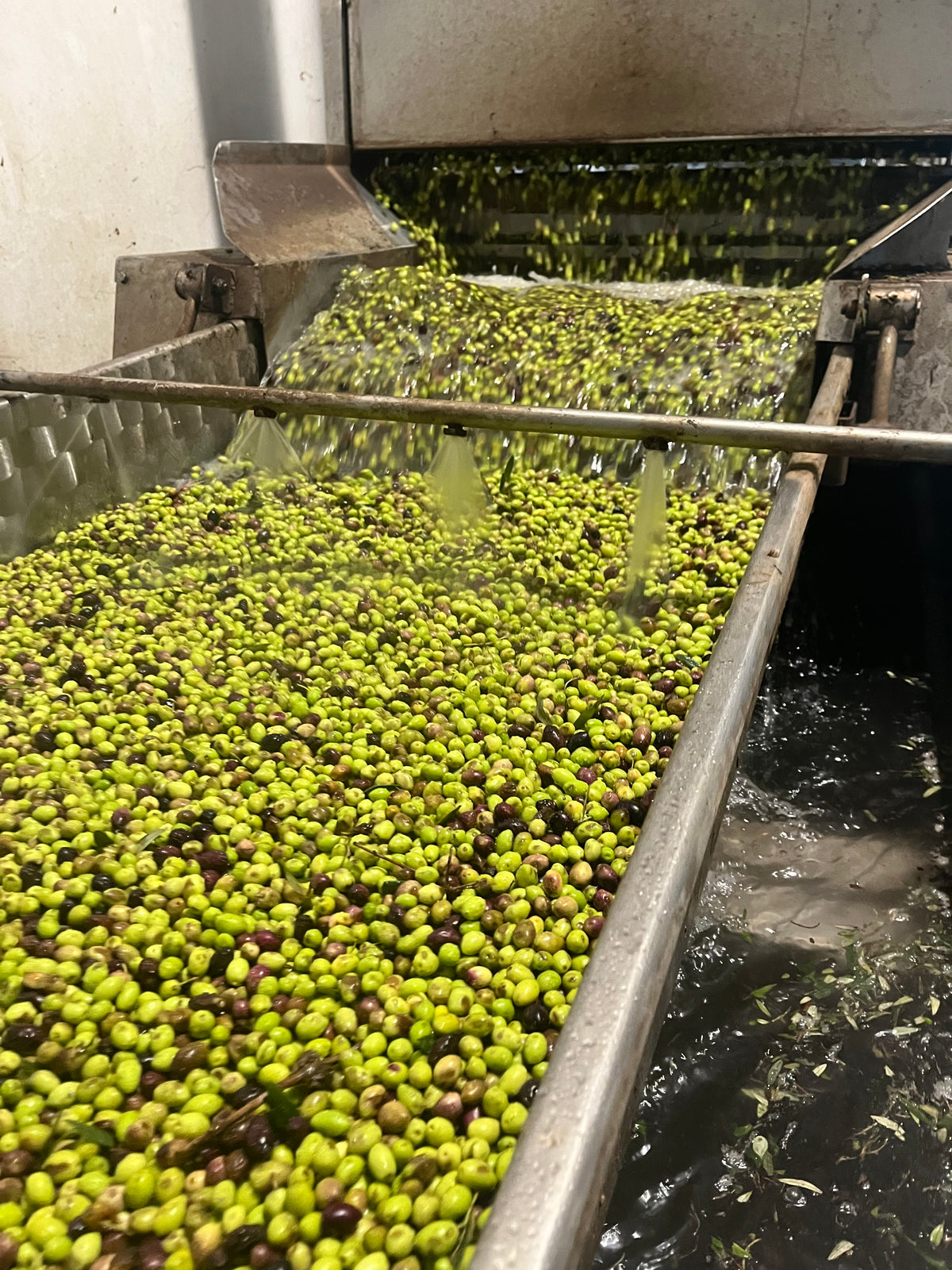 Photo of koroneiki olives getting washed in Cretan Olive mill 