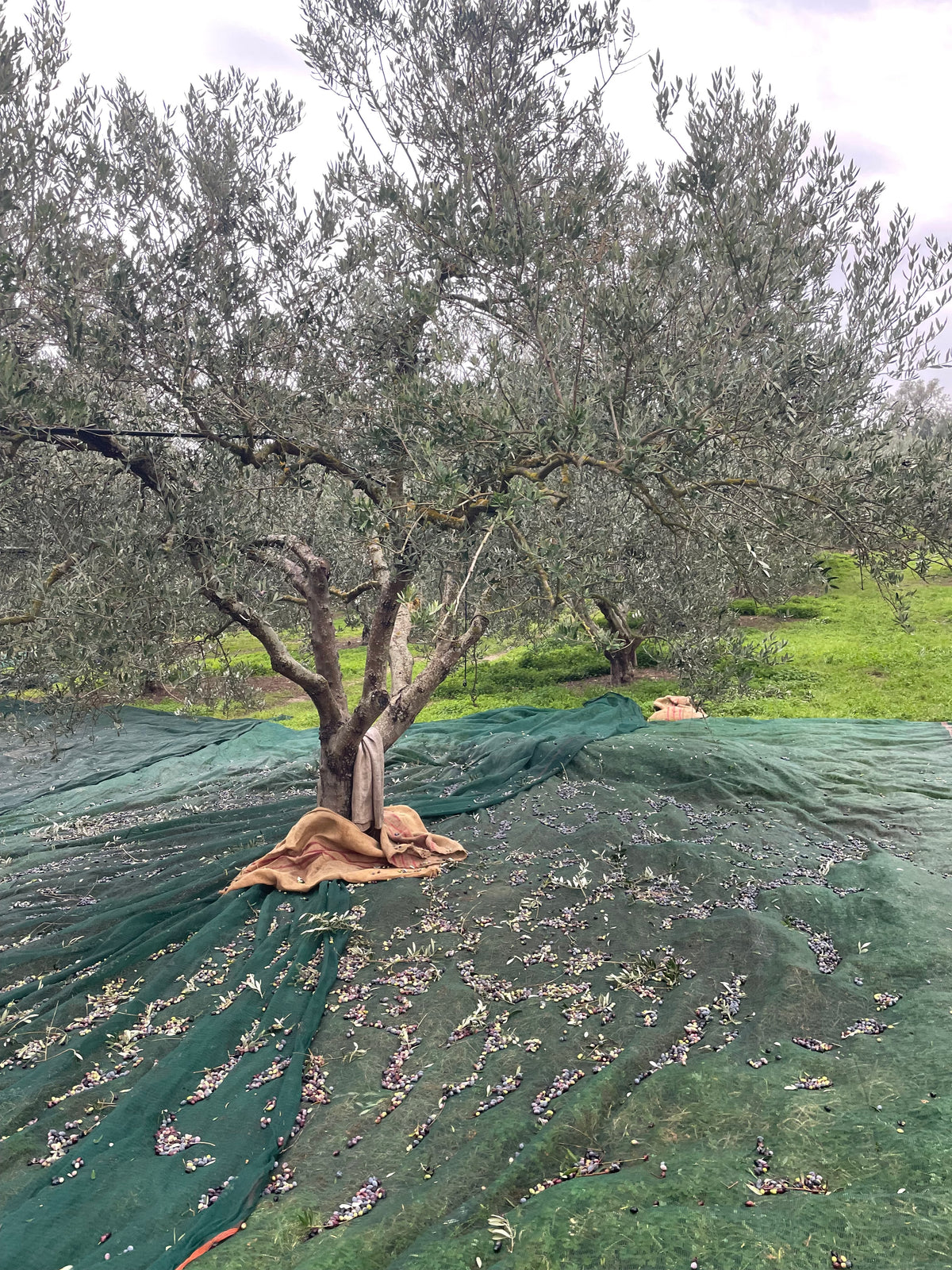 Why Adopt an Olive Tree?