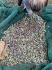 Video of someone picking olives koroneiki